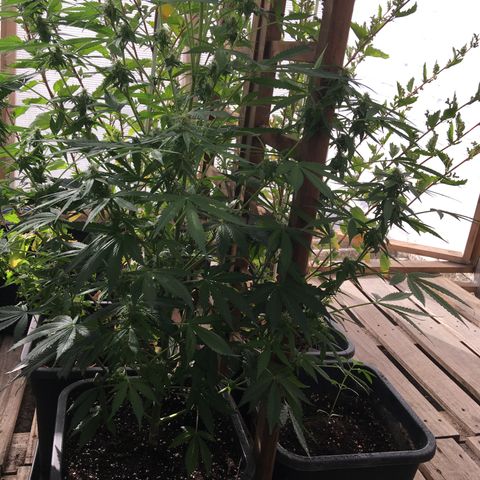 MCAMH #1 growlog timeline photo