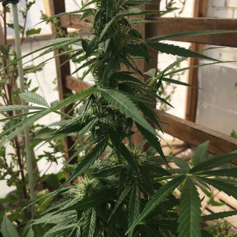 MCAMH #1 growlog timeline photo