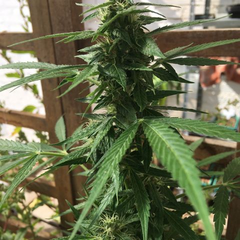 MCAMH #1 growlog timeline photo