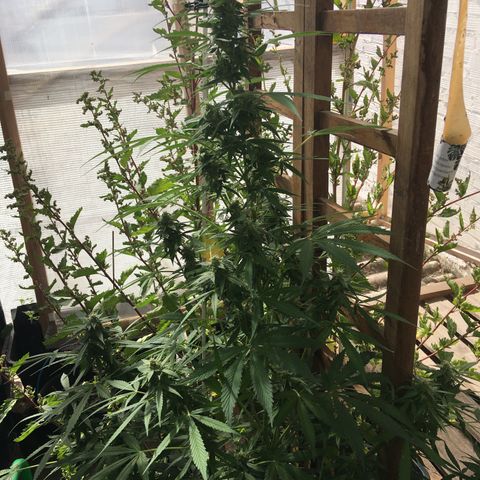 MCAMH #1 growlog timeline photo