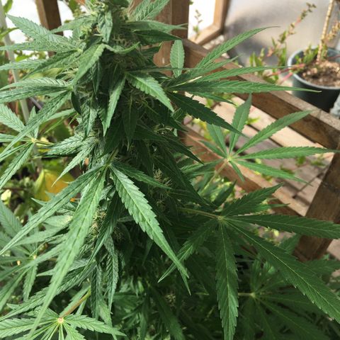 MCAMH #1 growlog timeline photo