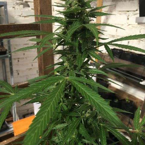 MCAMH #1 growlog timeline photo