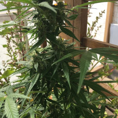 MCAMH #1 growlog timeline photo