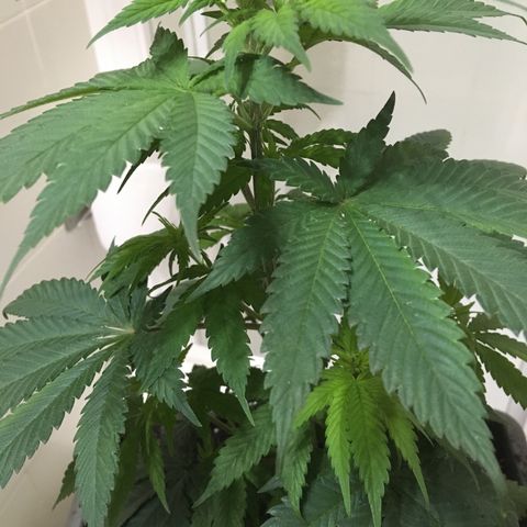 WCAPF #1 growlog timeline photo