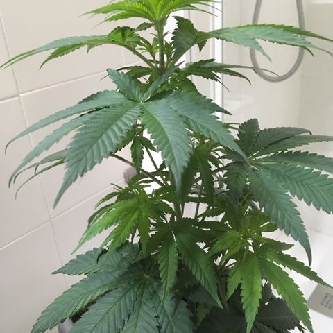 WCAPF #1 growlog timeline photo