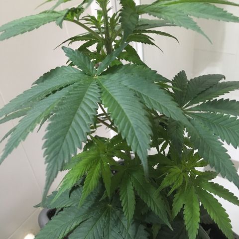 WCAPF #1 growlog timeline photo