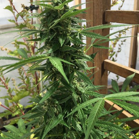 MCAMH #1 growlog timeline photo