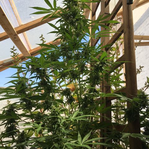 MCAMH #1 growlog timeline photo