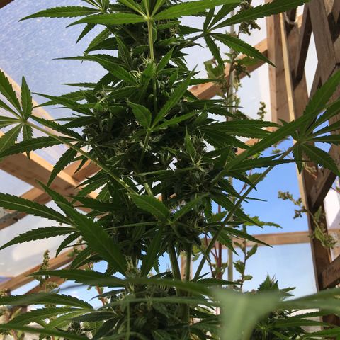 MCAMH #1 growlog timeline photo