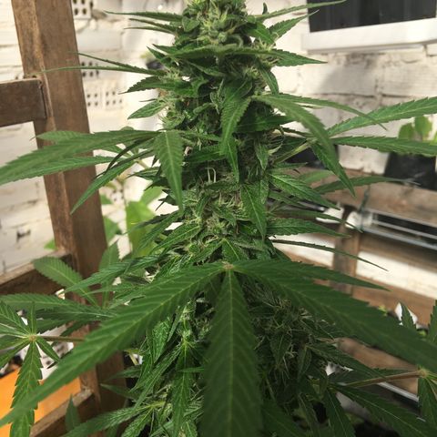 MCAMH #1 growlog timeline photo