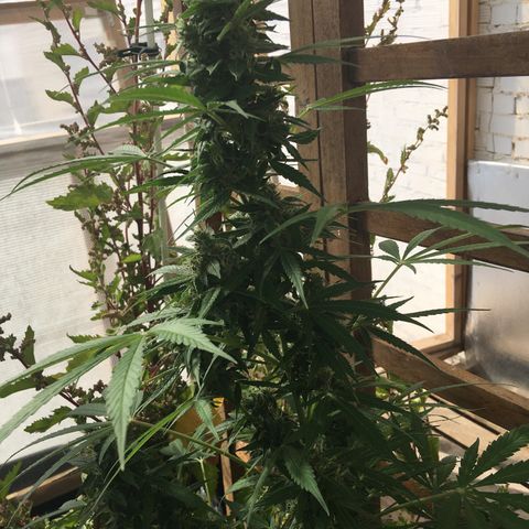 MCAMH #1 growlog timeline photo
