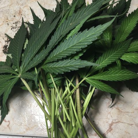 MCAMH #1 growlog timeline photo