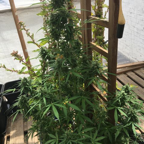 MCAMH #1 growlog timeline photo