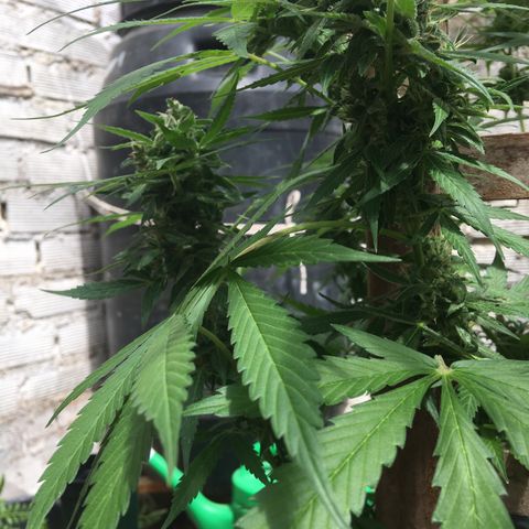 MCAMH #1 growlog timeline photo