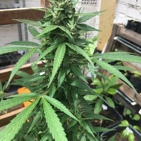 MCAMH #1 growlog timeline photo