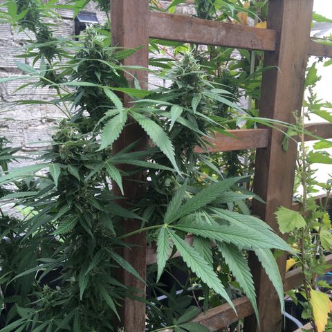 MCAMH #1 growlog timeline photo