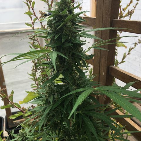 MCAMH #1 growlog timeline photo