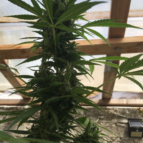 MCAMH #1 growlog timeline photo