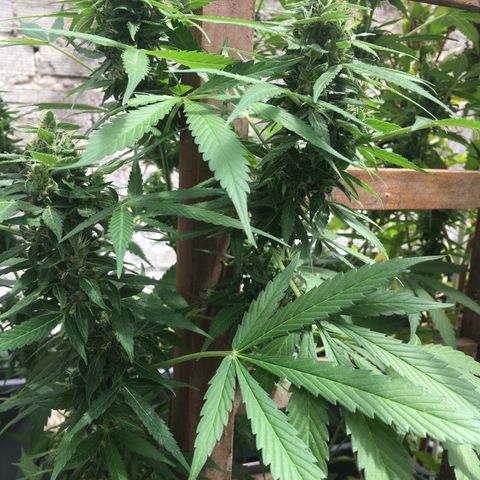 MCAMH #1 growlog timeline photo