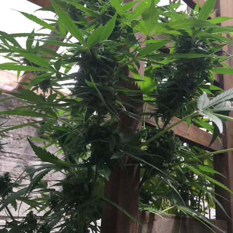 MCAMH #1 growlog timeline photo