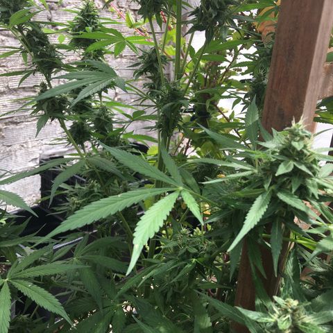 MCAMH #1 growlog timeline photo