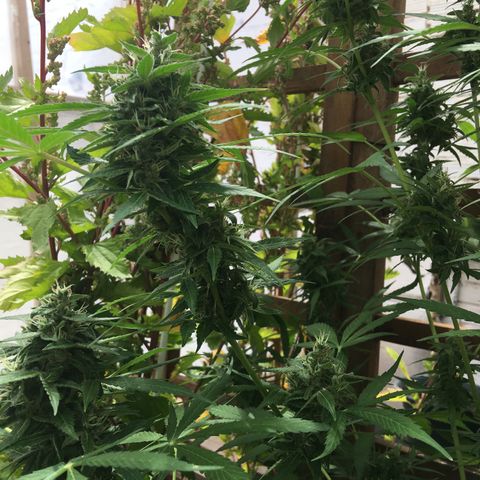 MCAMH #1 growlog timeline photo