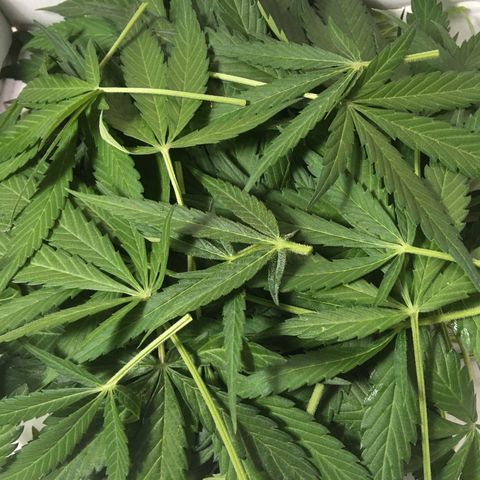 MCAMH #1 growlog timeline photo