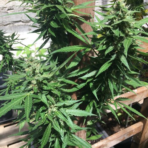 MCAMH #1 growlog timeline photo