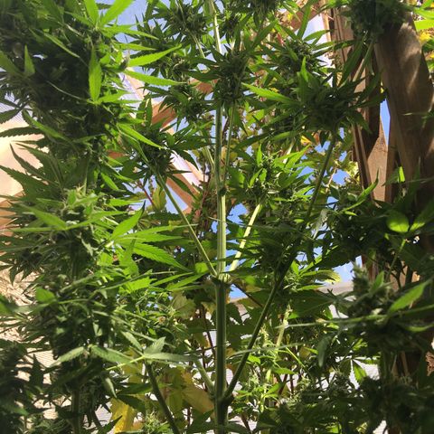 MCAMH #1 growlog timeline photo