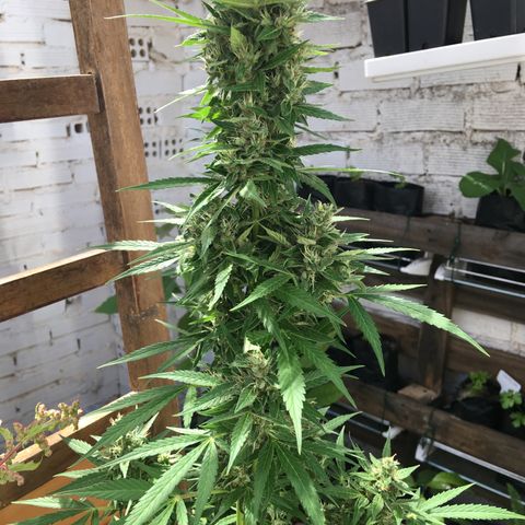 MCAMH #1 growlog timeline photo