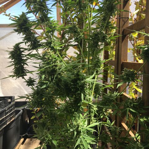 MCAMH #1 growlog timeline photo