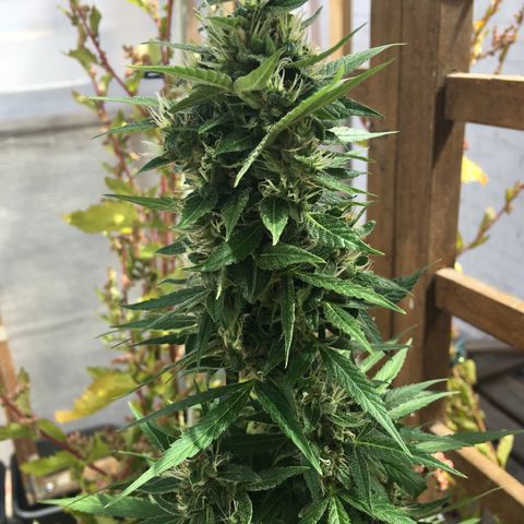 MCAMH #1 growlog timeline photo