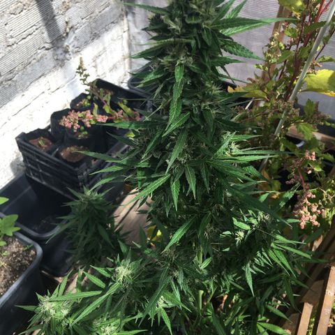 MCAMH #1 growlog timeline photo