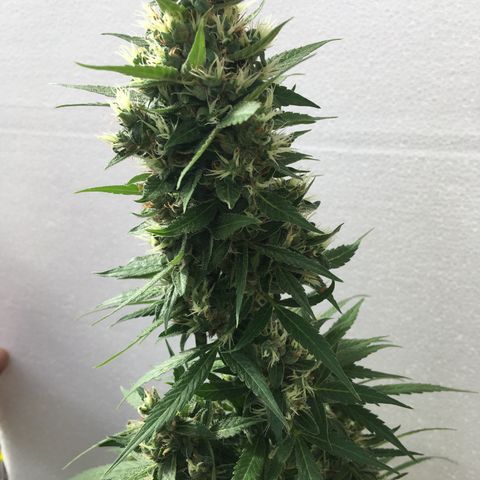 MCAMH #1 growlog timeline photo