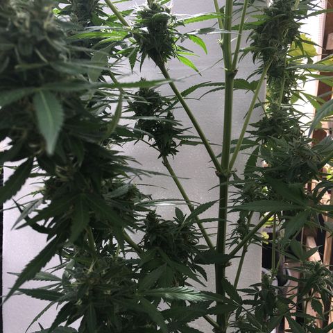 MCAMH #1 growlog timeline photo