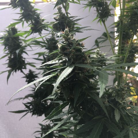 MCAMH #1 growlog timeline photo