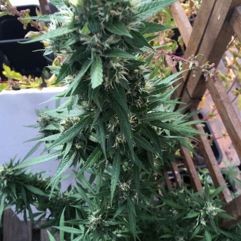MCAMH #1 growlog timeline photo