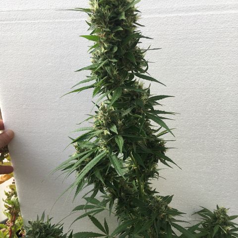 MCAMH #1 growlog timeline photo
