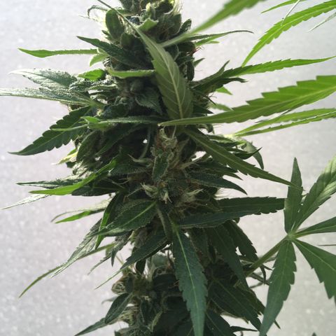 MCAMH #1 growlog timeline photo