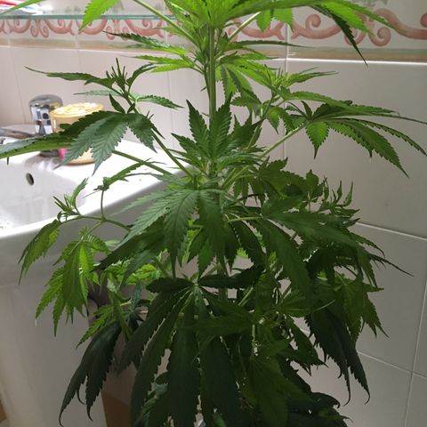 WCAPF #1 growlog timeline photo
