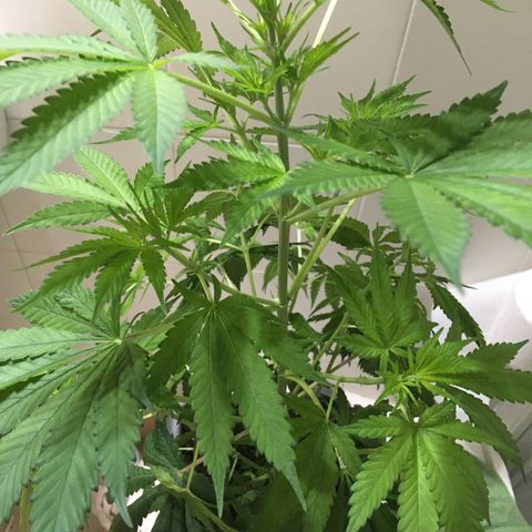 WCAPF #1 growlog timeline photo
