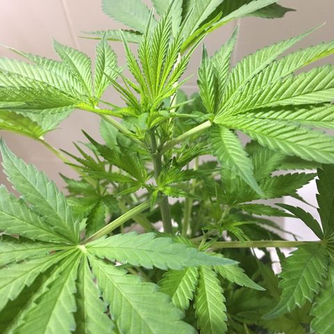 WCAPF #1 growlog timeline photo
