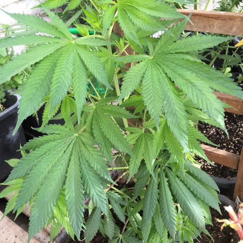 WCAPF #1 growlog timeline photo