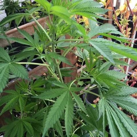 WCAPF #1 growlog timeline photo