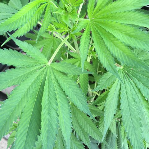 WCAPF #1 growlog timeline photo