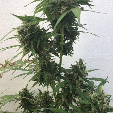 MCAMH #1 growlog timeline photo