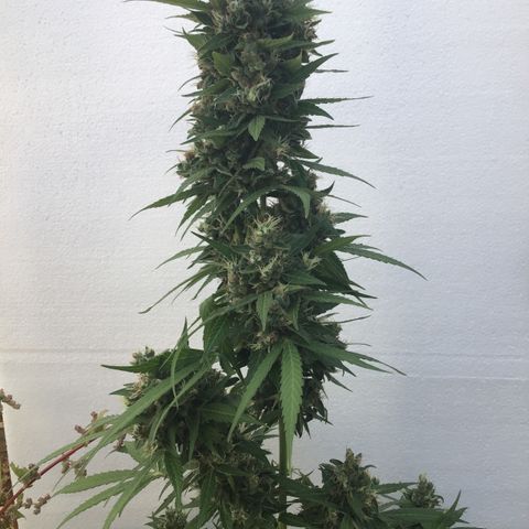 MCAMH #1 growlog timeline photo