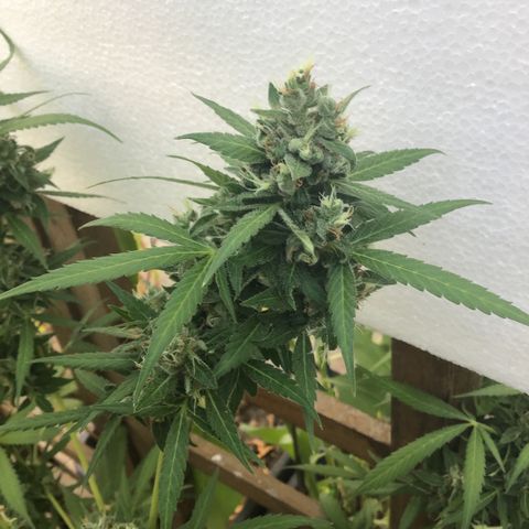 MCAMH #1 growlog timeline photo