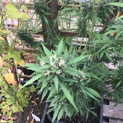 MCAMH #1 growlog timeline photo