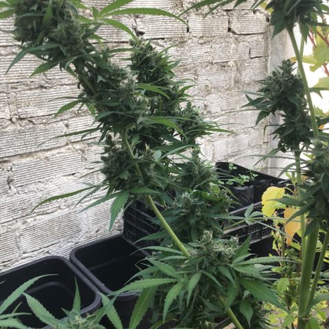 MCAMH #1 growlog timeline photo